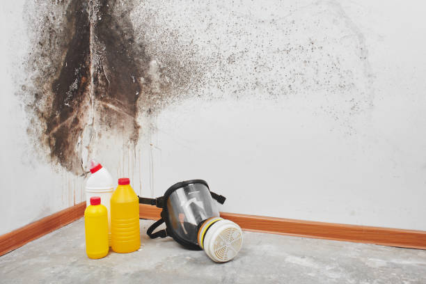 Best Professional Mold Removal  in Chesapeake, OH