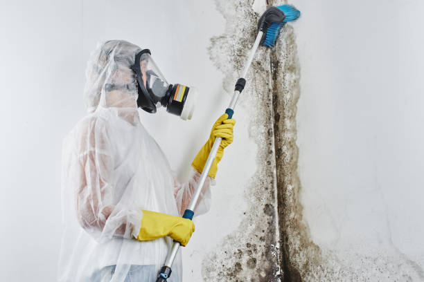 Best Fast Mold Removal  in Chesapeake, OH