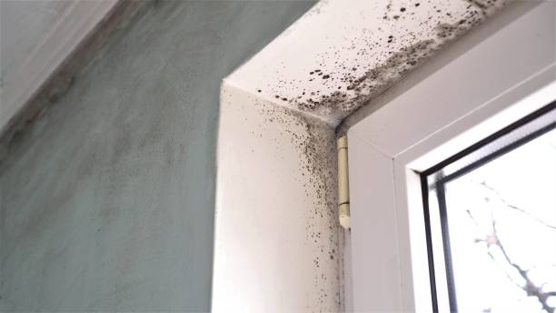 Best Mold Testing  in Chesapeake, OH
