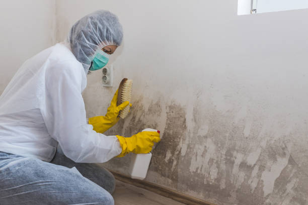 Best Best Mold Removal Companies  in Chesapeake, OH