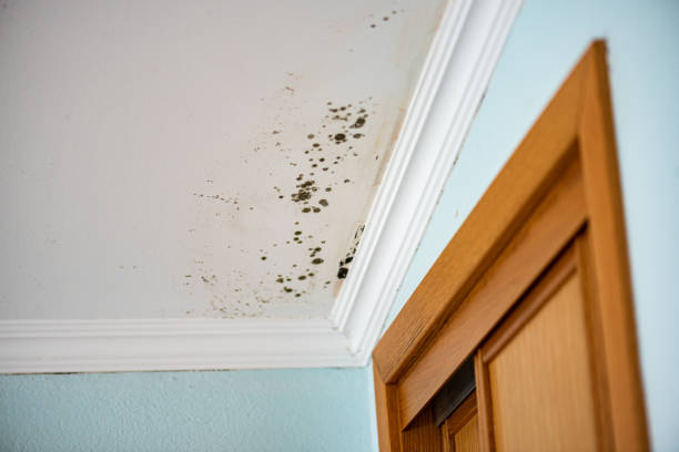 Best Commercial Mold Removal  in Chesapeake, OH