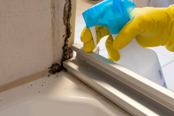 Best Residential Mold Removal  in Chesapeake, OH