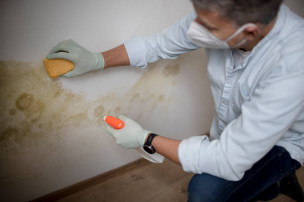 Best Mold Removal Company Near Me  in Chesapeake, OH