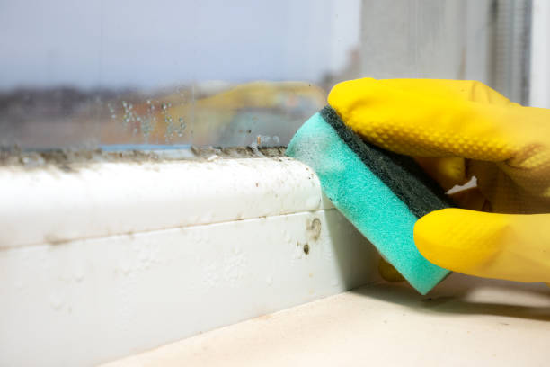 Best Mold Remediation Experts  in Chesapeake, OH