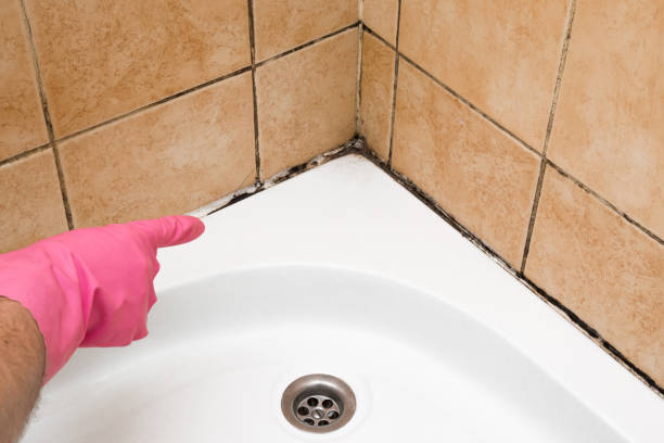 Best Residential Mold Removal  in Chesapeake, OH